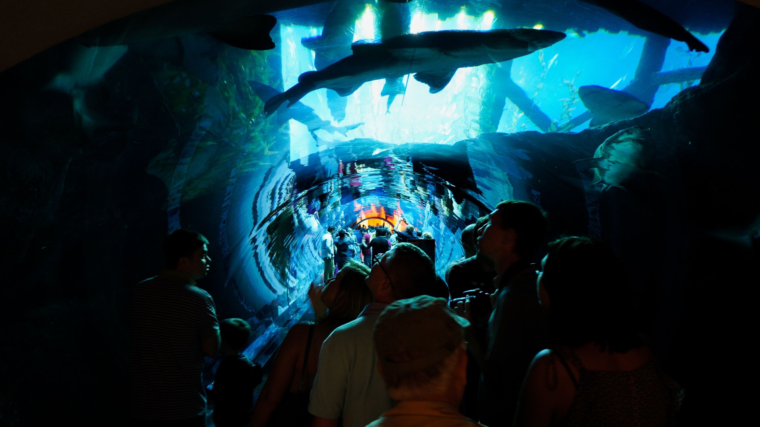 Under Water Dubai Aquarium