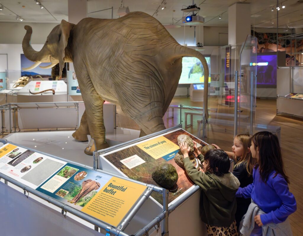 Secret World of Elephants - American Museum of Natural History 
